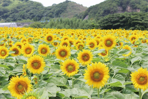 観光農園花ひろば